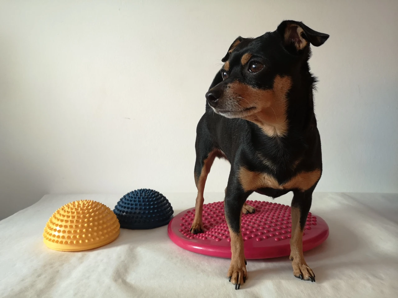 Physiotherapie für Pinscher Physiotherapie für Pinscher